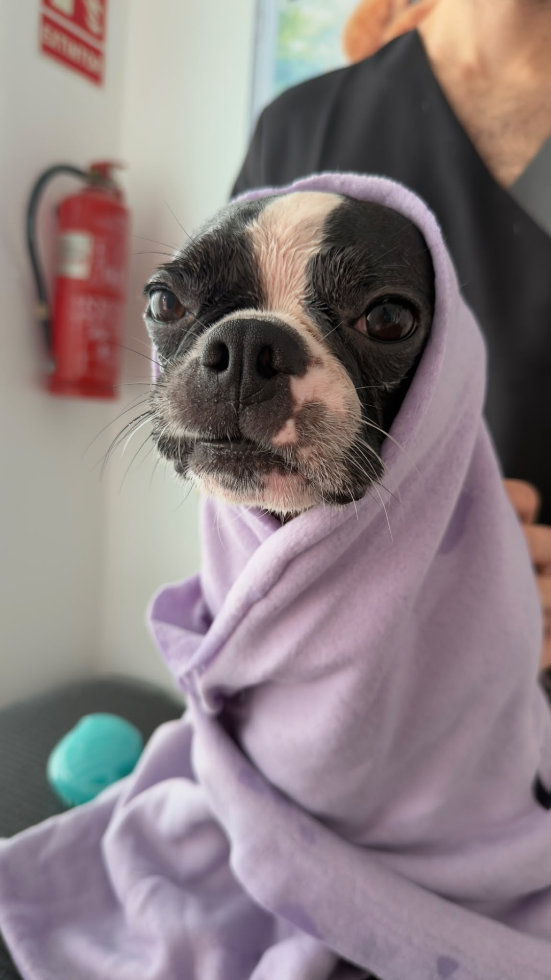 Boston Terrier