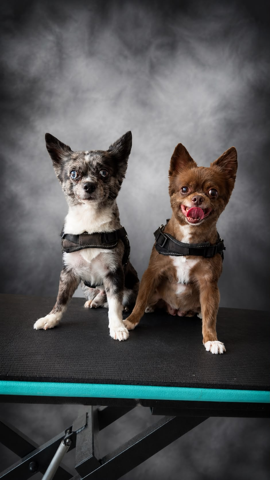 Chihuahuas